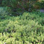 Arctostaphylos franciscana - Franciscan manzanita