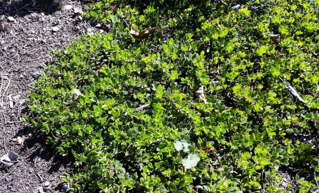 Arctostaphylos hookeri ssp. hearstiorum - Hearst's manzanita