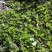Arctostaphylos hookeri spp. hearstiorum