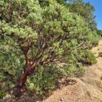 Arctostaphylos manzanita - common manzanita