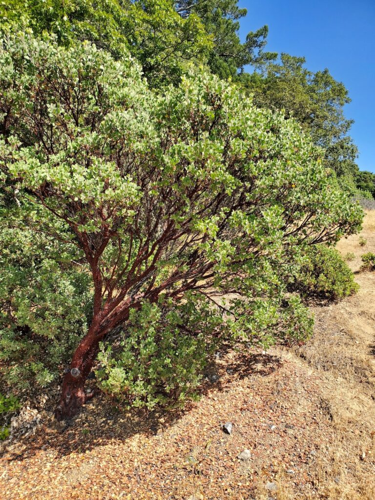 Arctostaphylos manzanita - common manzanita