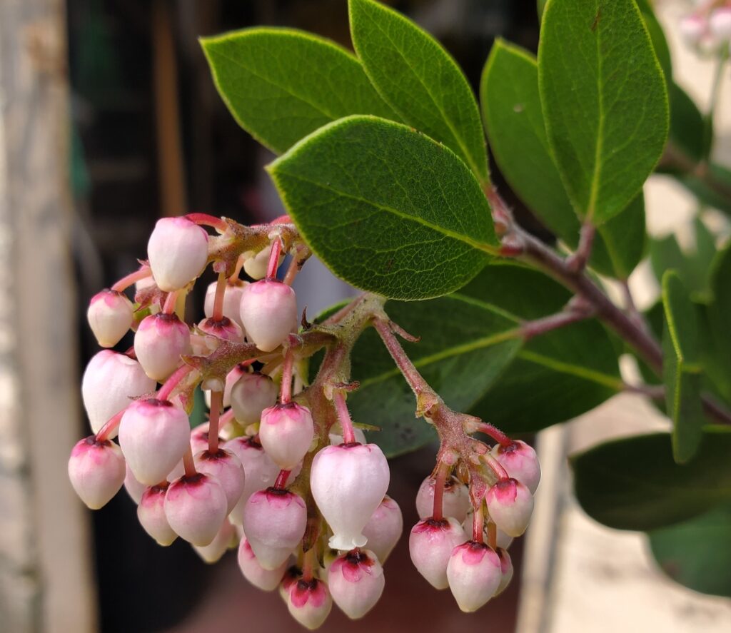 Arctostaphylos manzanita x 'Mary's Blush' - common manzanita