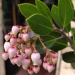 Arctostaphylos manzanita x 'Mary's Blush' - common manzanita