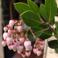 Arctostaphylos manzanita x ‘Mary’s Blush’