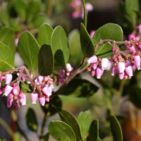 Arctostaphylos manzanita x densiflora ‘Monica’