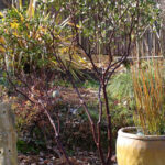 Arctostaphylos manzanita x densiflora 'Monica' - common manzanita