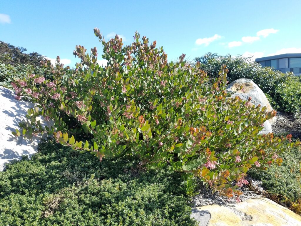 Arctostaphylos montereyensis - Monterey manzanita