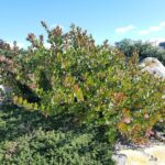 Arctostaphylos montereyensis - Monterey manzanita