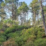Arctostaphylos nummularia - glossy leaved manzanita