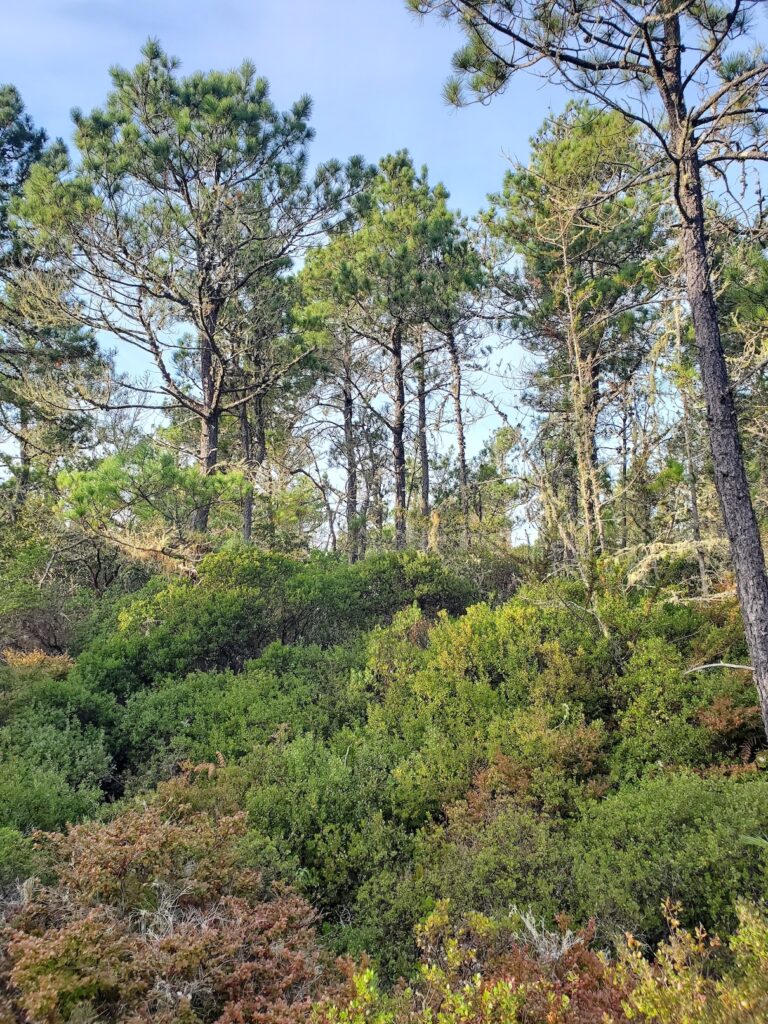 Arctostaphylos nummularia - glossy leaved manzanita