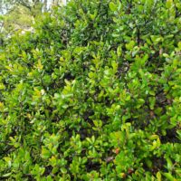 Arctostaphylos nummularia