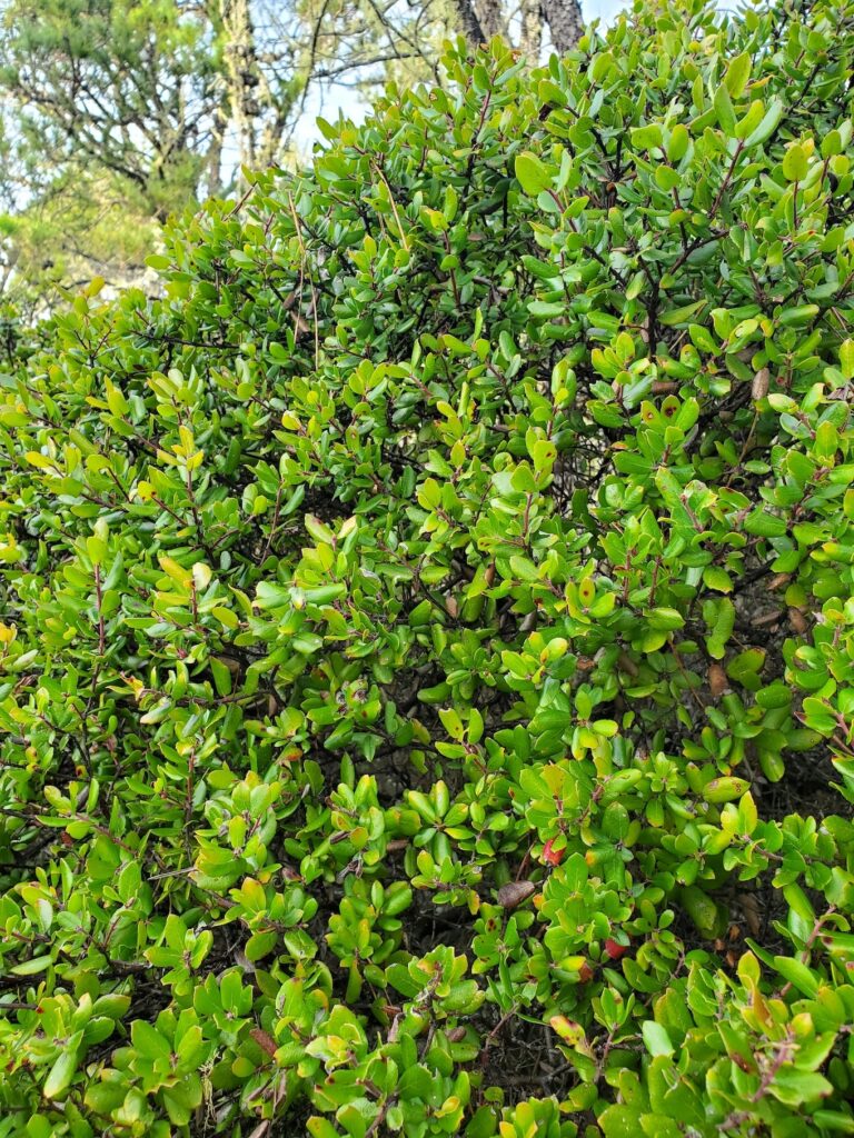 Arctostaphylos nummularia - glossy leaved manzanita
