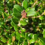 Arctostaphylos nummularia - glossy leaved manzanita