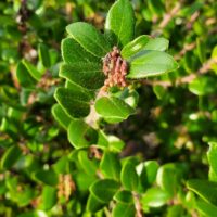 Arctostaphylos nummularia