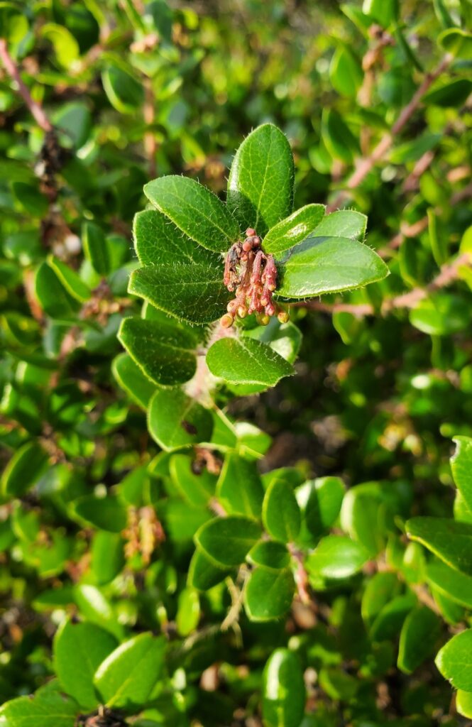 Arctostaphylos nummularia - glossy leaved manzanita