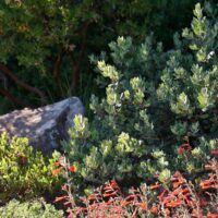 Arctostaphylos silvicola