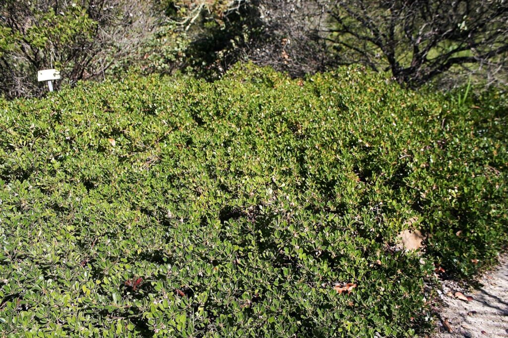 Arctostaphylos uva-ursi 'Green Supreme' - bearberry