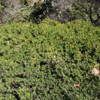 Arctostaphylos uva-ursi ‘Green Supreme’