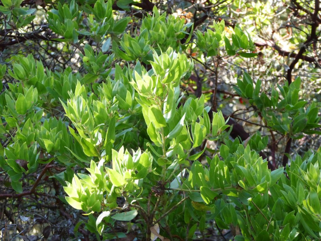 Arctostaphylos virgata - Marin manzanita