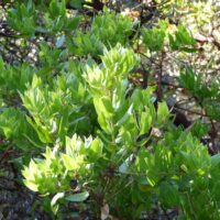 Arctostaphylos virgata