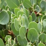 Arctostaphylos viscida - whiteleaf manzanita