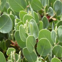 Arctostaphylos viscida