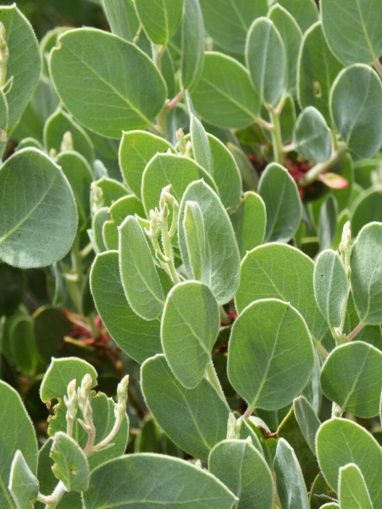 Arctostaphylos viscida - whiteleaf manzanita