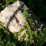 Arctostaphylos uva-ursi 'Wood's Compact' - bearberry