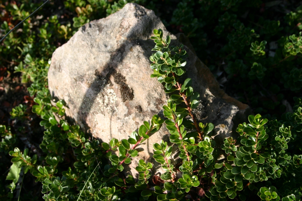Arctostaphylos uva-ursi 'Wood's Compact' - bearberry