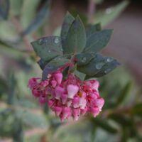 Arctostaphylos pajaroensis ‘Paradise’