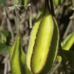Aristolochia californica - Dutchman's pipe vine