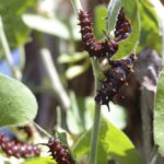 Aristolochia californica - Dutchman's pipe vine