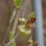 Aristolochia californica - Dutchman's pipe vine