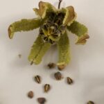 Aristolochia californica - Dutchman's pipe vine