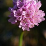 Armeria maritima ssp. californica - sea thrift