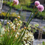 Armeria maritima ssp. californica - sea thrift