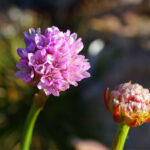 Armeria maritima ssp. californica - sea thrift