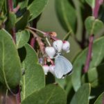 Arctostaphylos manzanita x 'Mary's Blush' - common manzanita