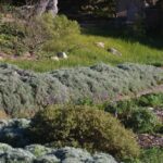 Artemisia californica 'Canyon Gray' - prostrate California sagebrush
