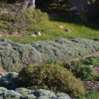 Artemisia californica ‘Canyon Gray’