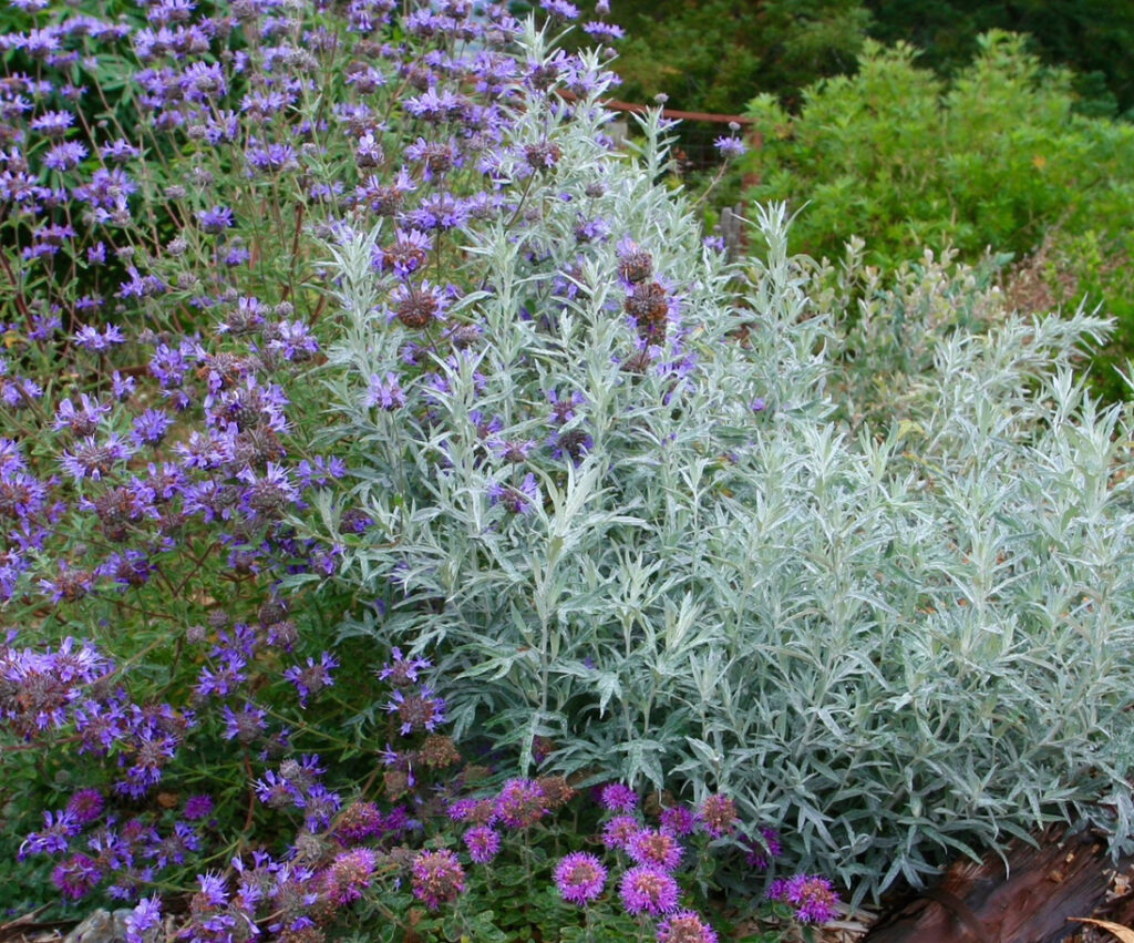 Artemisia suksdorfii - coastal mugwort