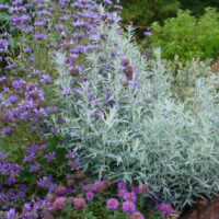 Artemisia suksdorfii