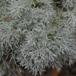 Artemisia pycnocephala 'David's Choice' - sandhill sage