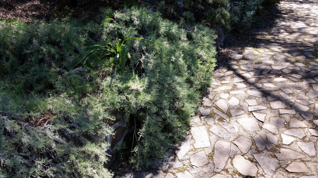 Artemisia californica 'Canyon Gray' - prostrate California sagebrush
