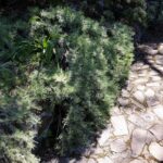 Artemisia californica 'Canyon Gray' - prostrate California sagebrush