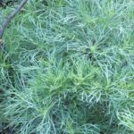 Artemisia californica - California sagebrush