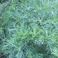 Artemisia californica