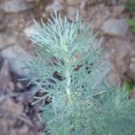 Artemisia californica - California sagebrush