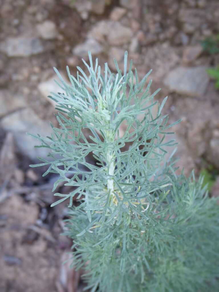 Artemisia californica - California sagebrush