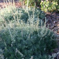 Artemisia pycnocephala ‘David’s Choice’